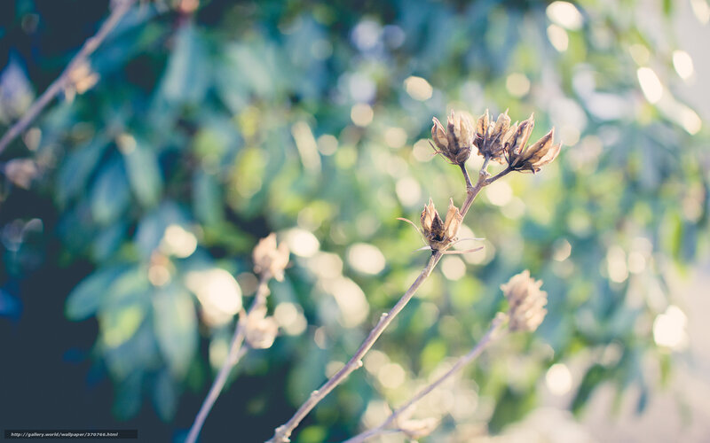 Dried Flower Buds on Branch