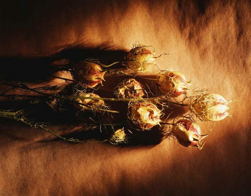 Dried Flower Buds