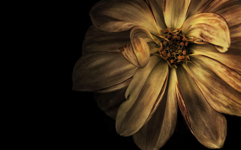 dried flower close-up