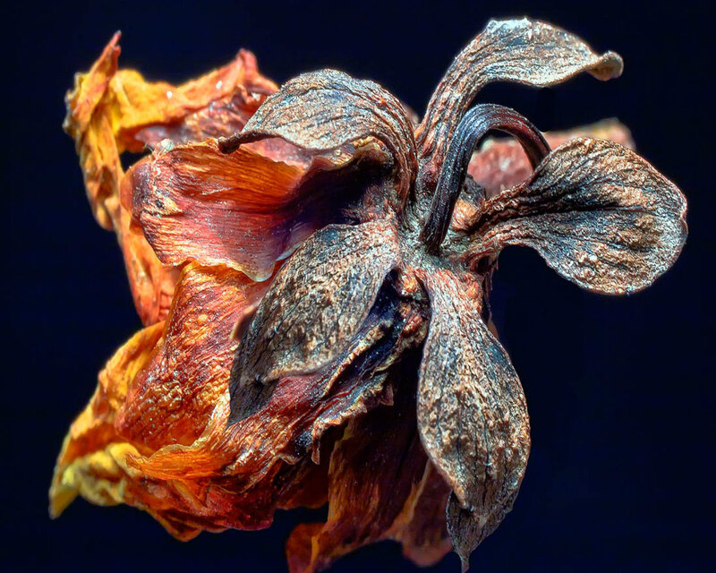 Dried Flower Close-up — Brown