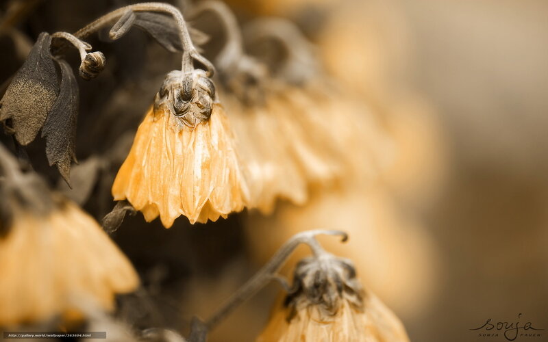 Dried flower close-up