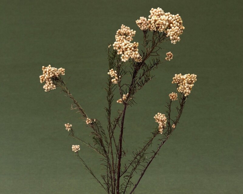 Dried Flower Cluster — Green