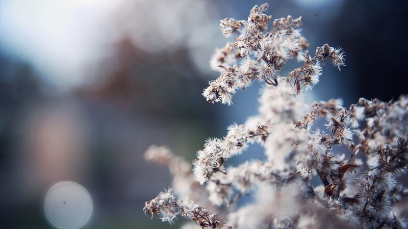 Dried Flower Cluster