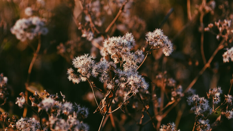 Dried Flower Clusters — Brown, Serene