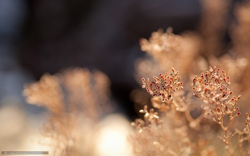 Dried Flower Clusters — Brown