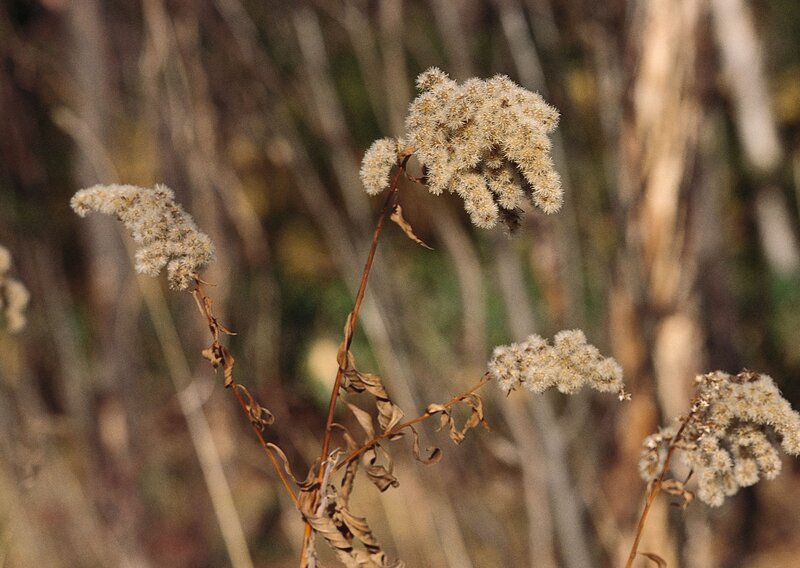 dried flower clusters in autumn