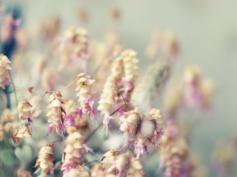 Dried Flower Clusters — Pink