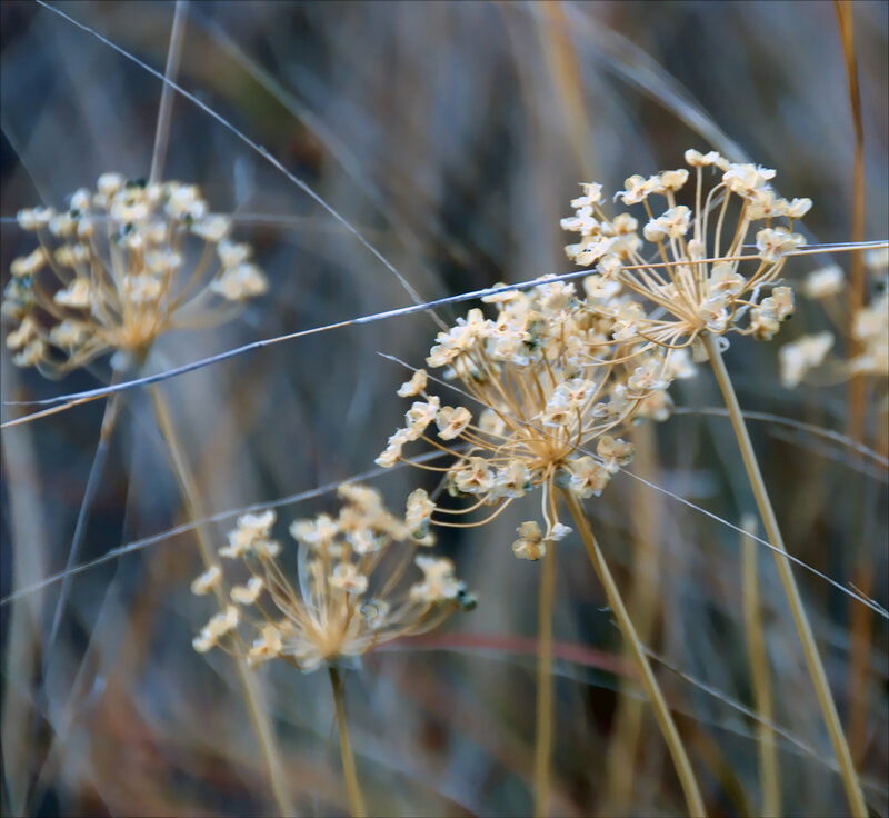 Dried Flower Clusters