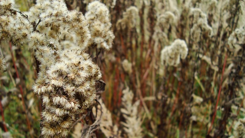Dried Flower Clusters — White