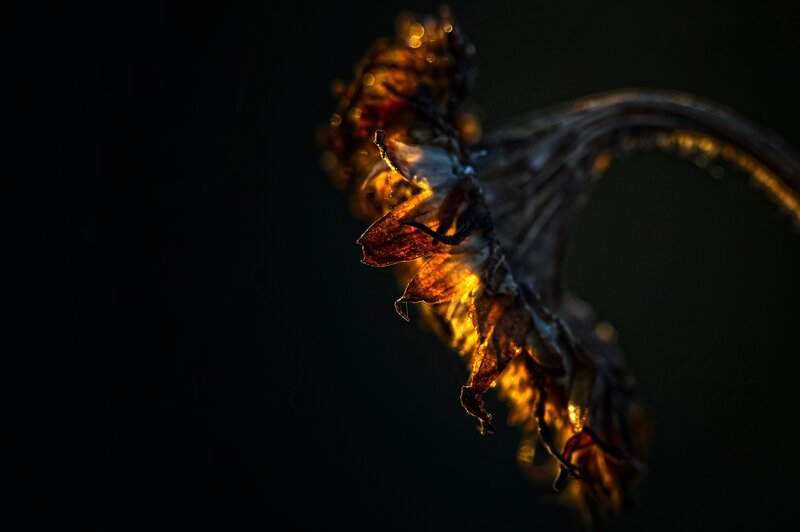 Dried Flower Head — Black