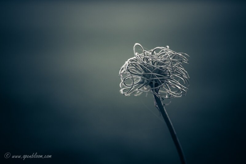 Dried Flower Head — Blue
