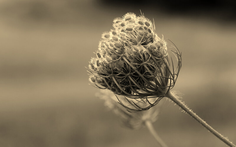 Dried Flower Head — Brown, Calm