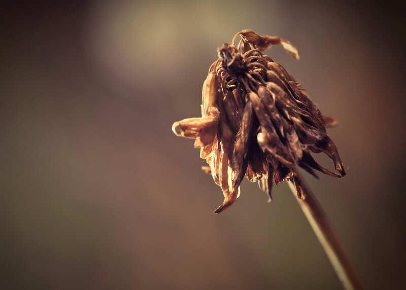 Dried Flower Head — Brown, Melancholic
