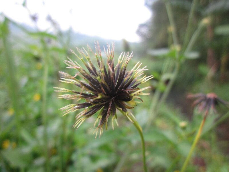 Dried Flower Head — Brown, Natural, Photograph