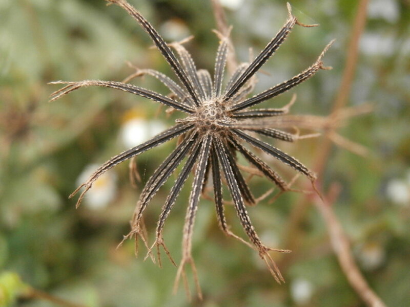 Dried Flower Head — Brown, Natural