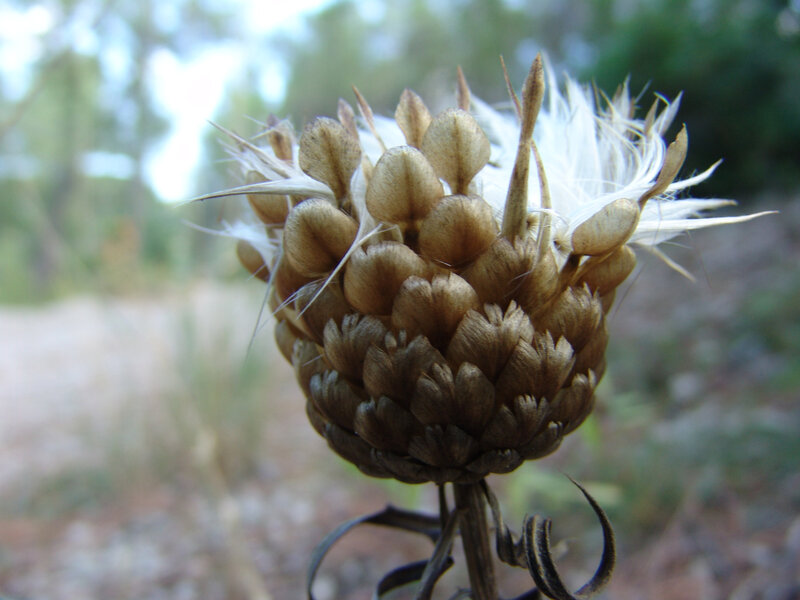 Dried Flower Head — Brown