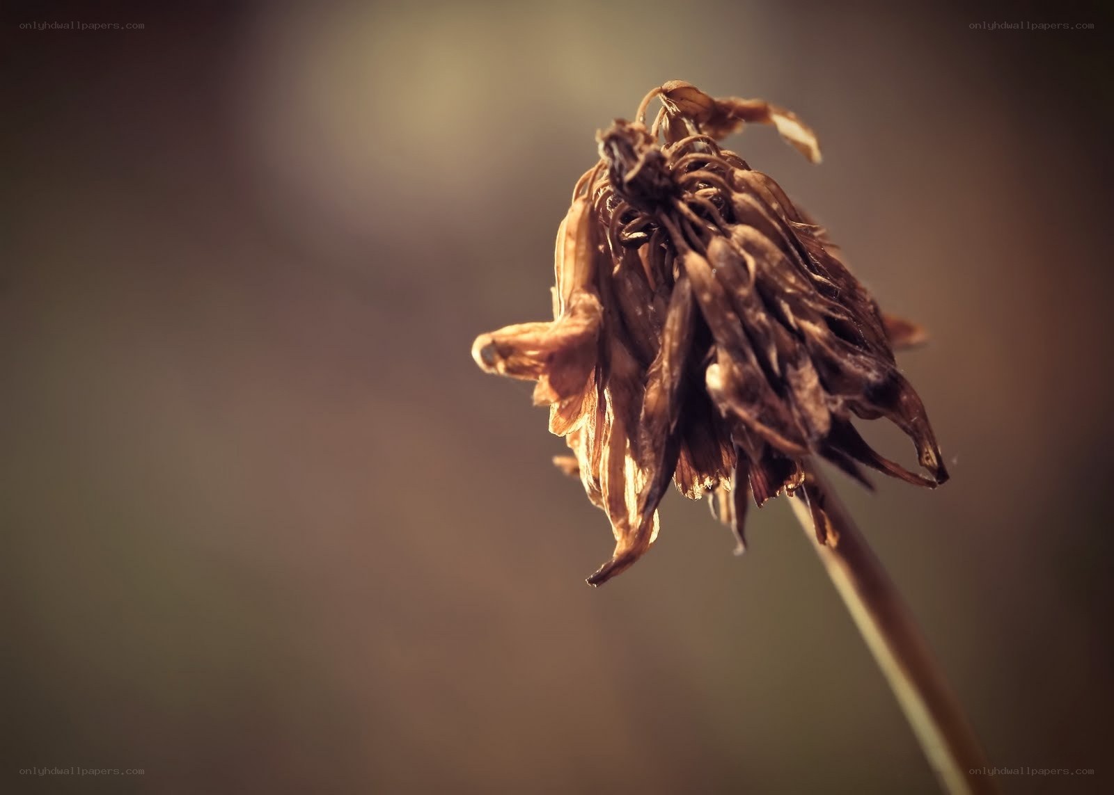 Dried flower head close-up