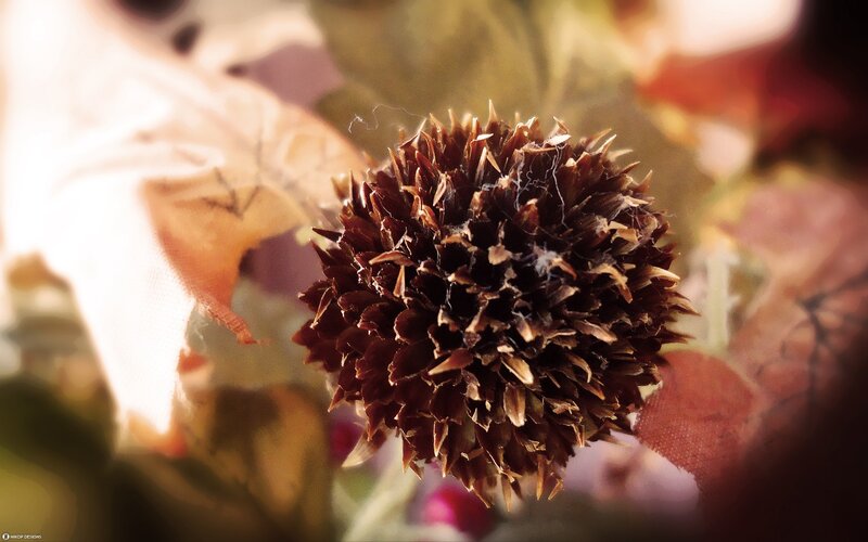dried flower head in autumn light