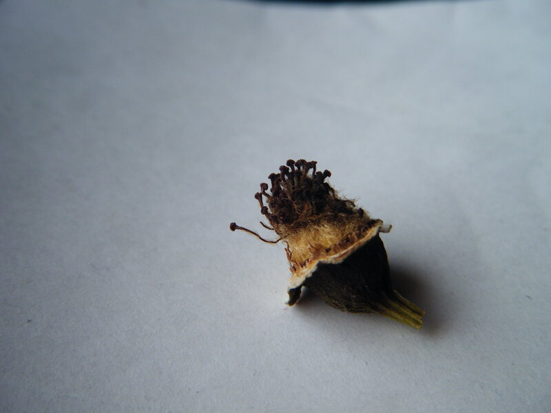 dried flower head on white