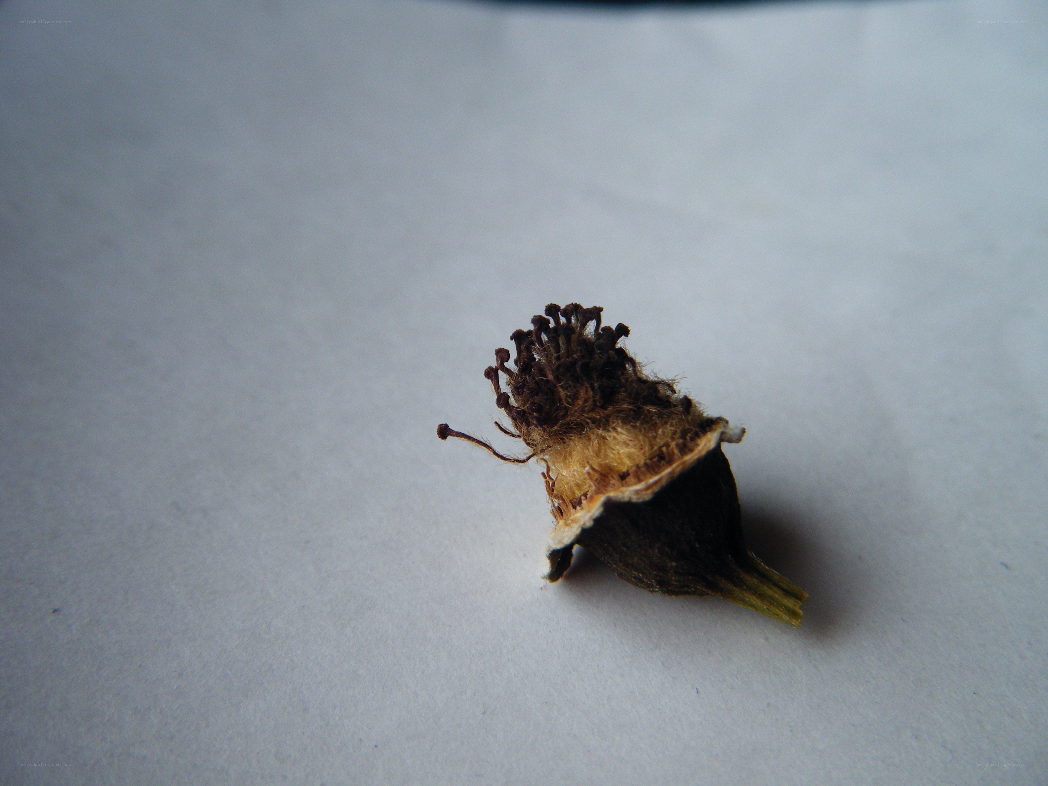 dried flower head on white