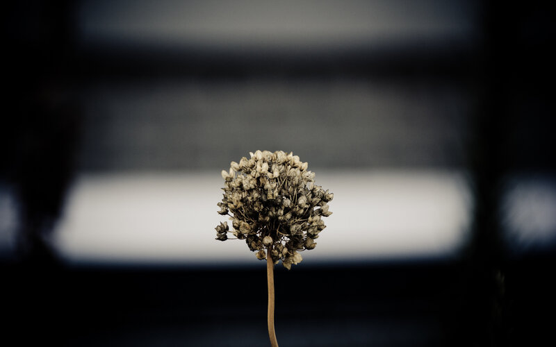 Dried Flower Head