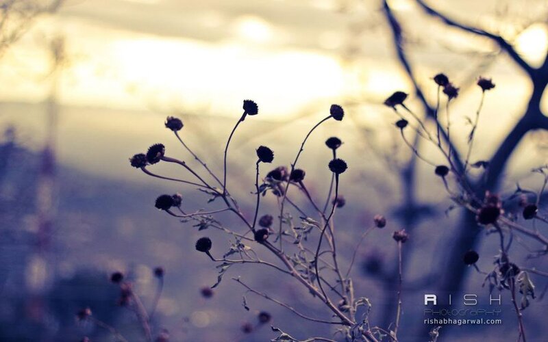 Dried Flower Heads at Dusk