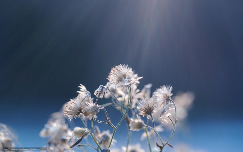 Dried Flower Heads — Blue