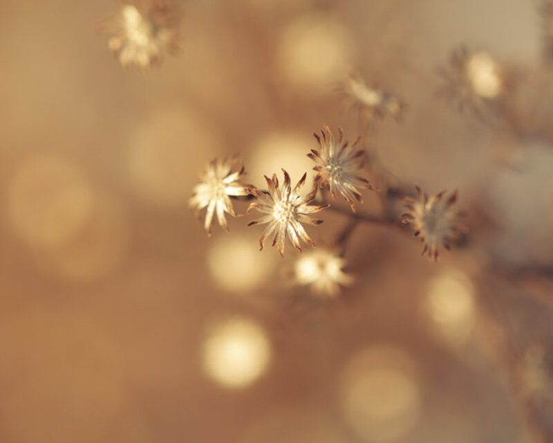 Dried Flower Heads — Brown