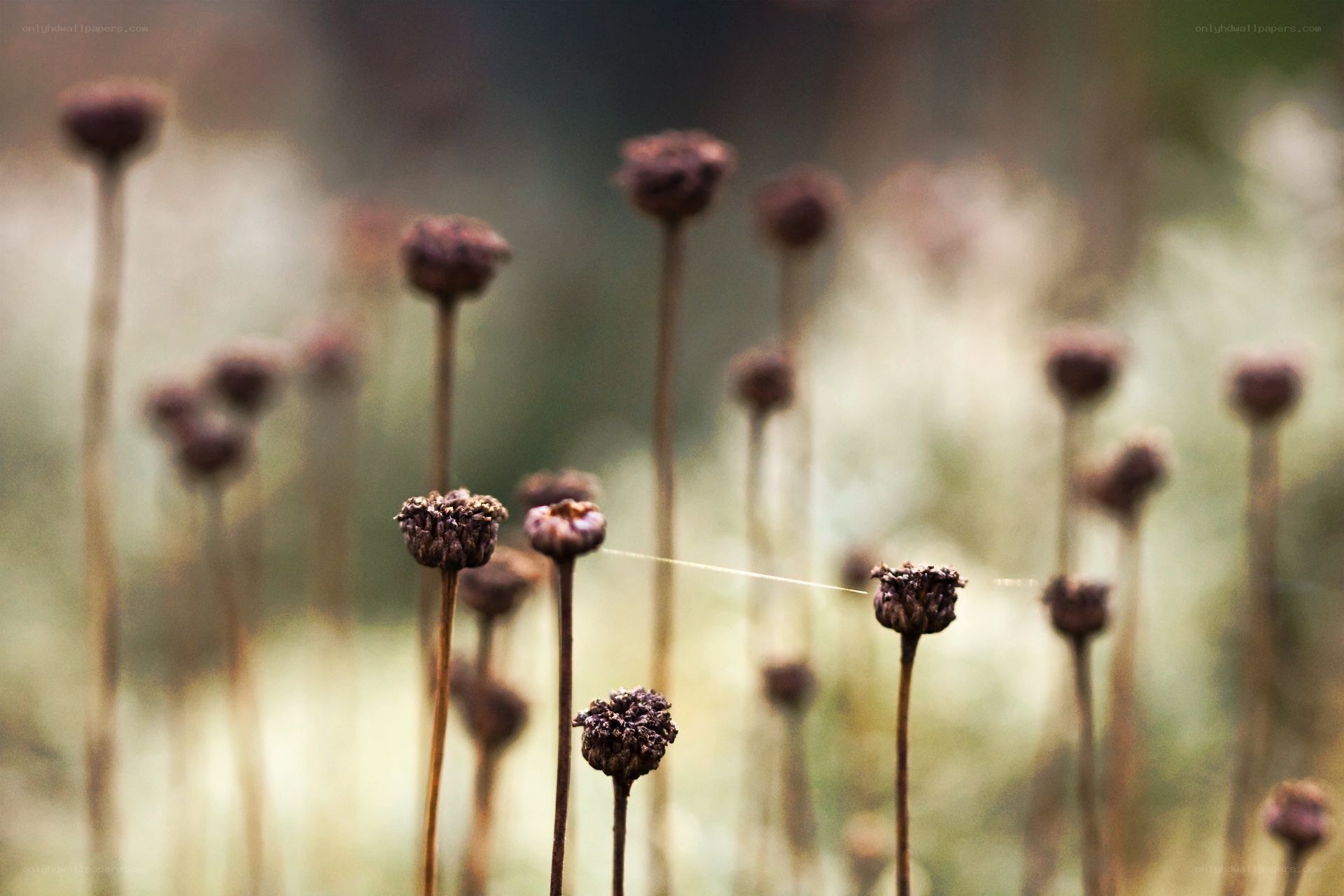 Dried flower heads in a field