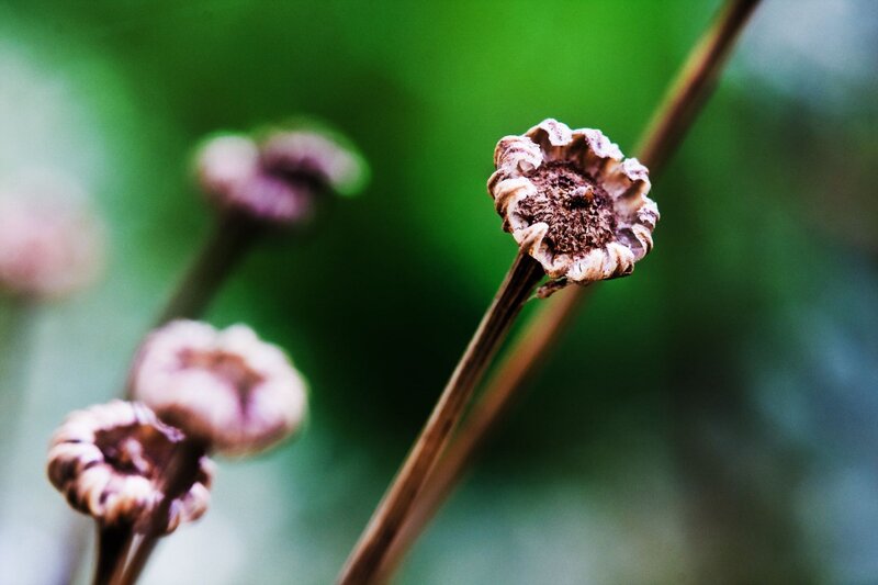 Dried flower heads in nature
