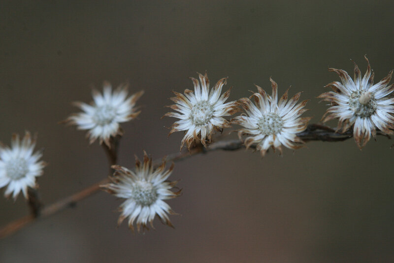 Dried Flower Heads on Branch