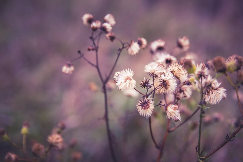 Dried Flower Heads — Purple
