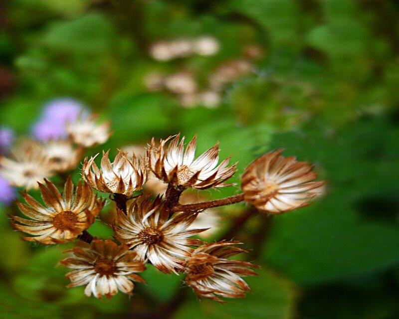 Dried Flower Heads