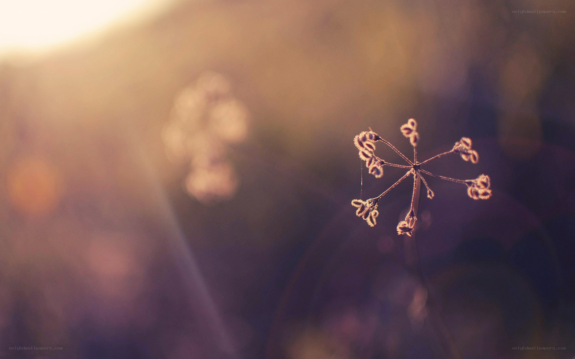 dried flower in golden light