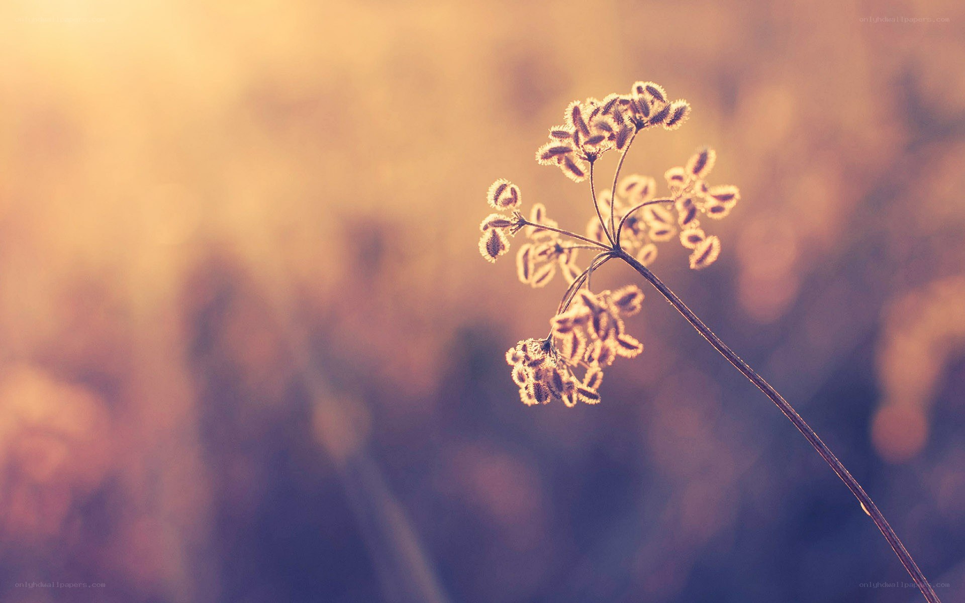 dried flower in golden light
