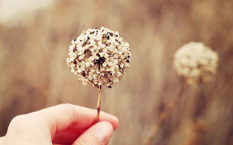 Dried Flower in Hand