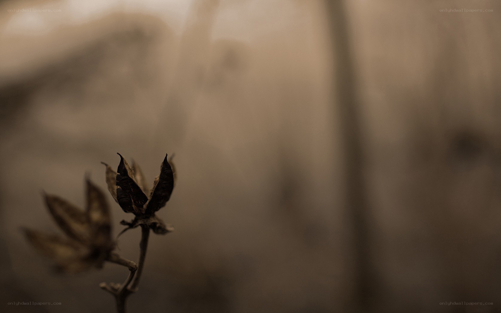 Dried flower in sepia