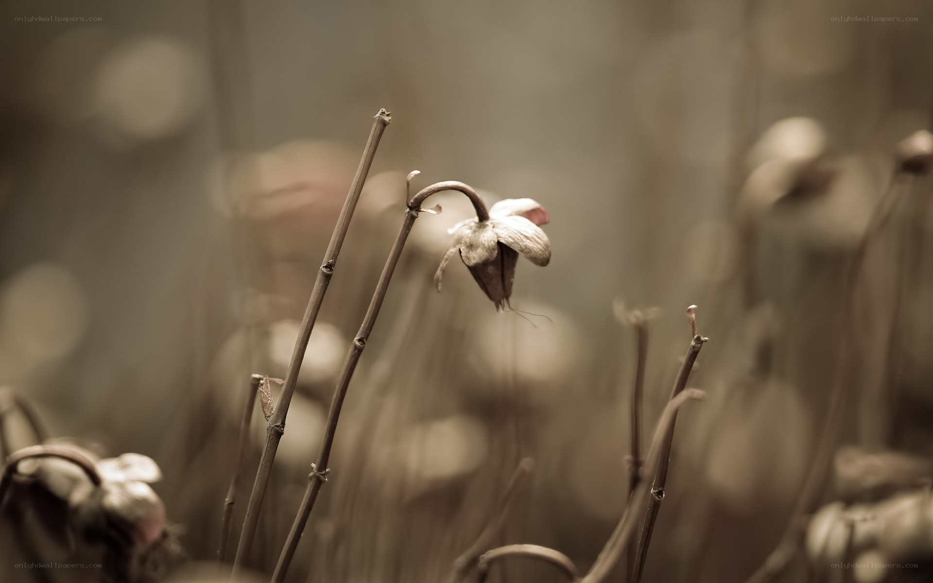 Dried flower in sepia