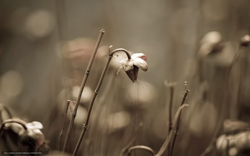 Dried flower in sepia