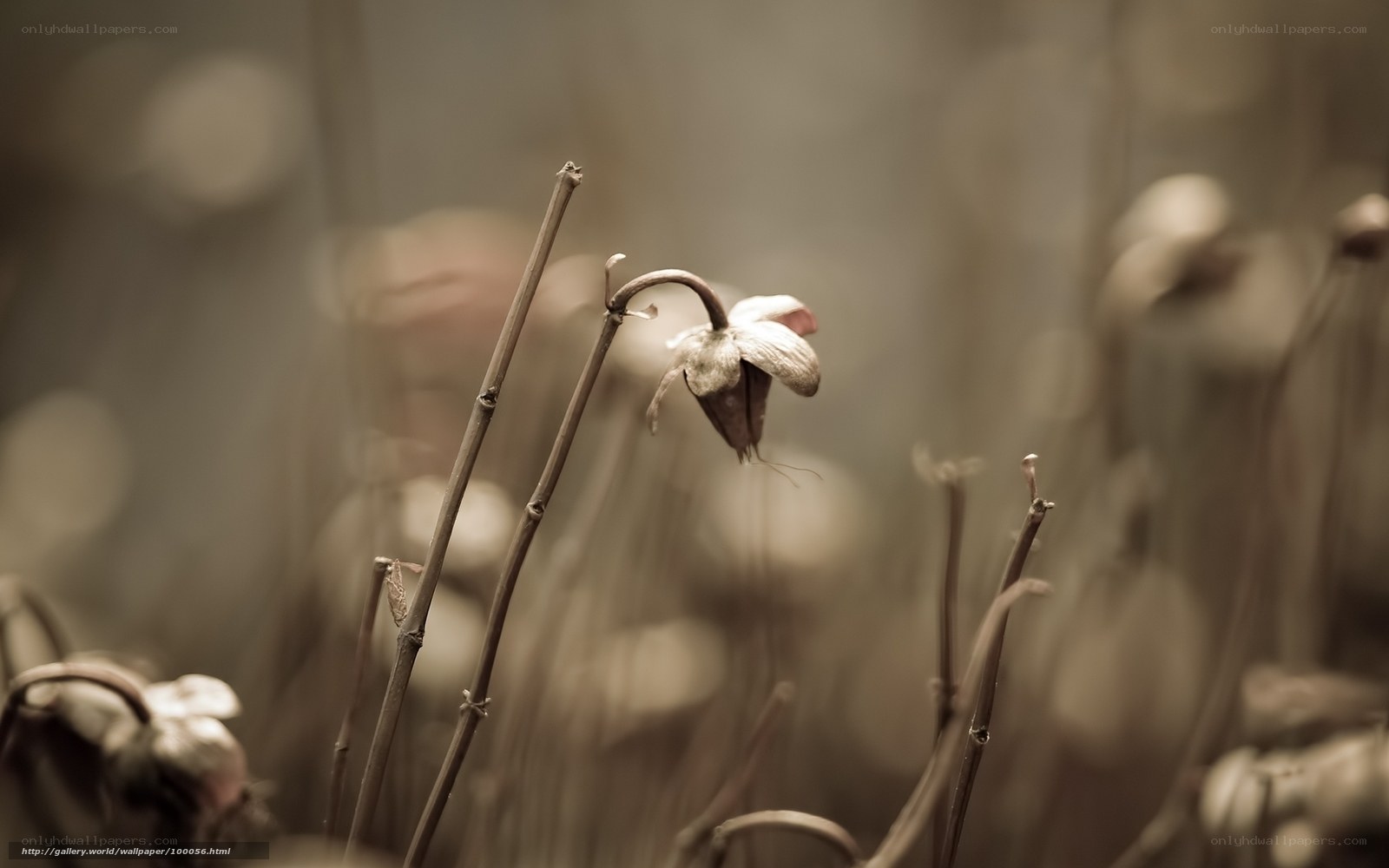 Dried flower in sepia