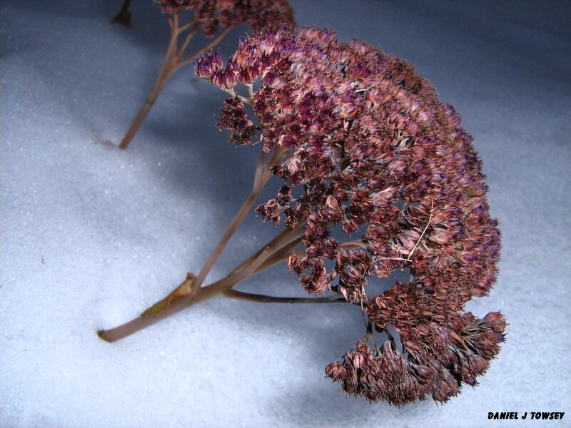 dried flower in snow