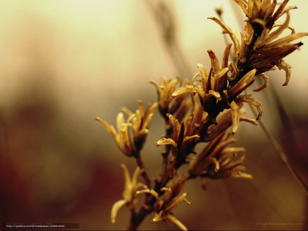 Dried flower in soft light