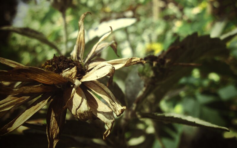 dried flower in sunlight