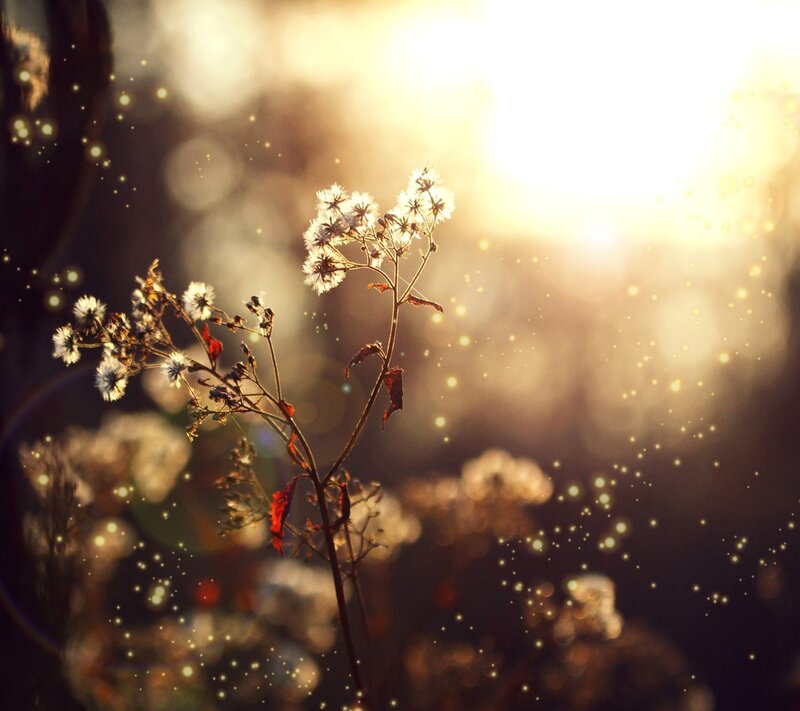 Dried Flower in Sunlight — Gold