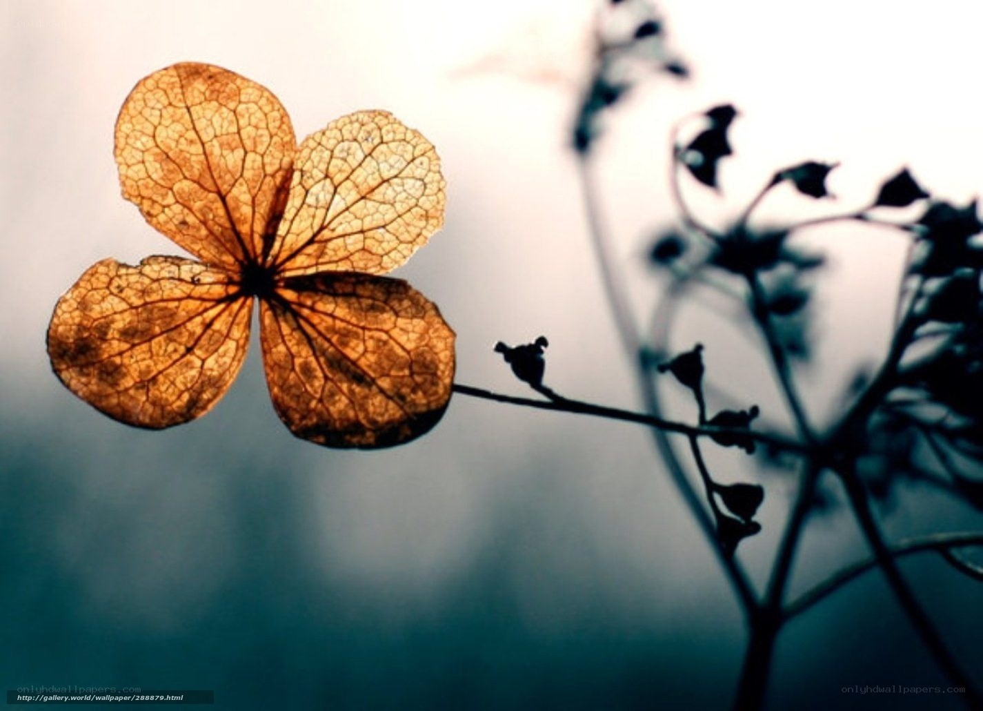dried flower in sunlight
