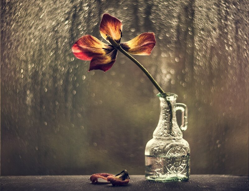 Dried Flower in Vase