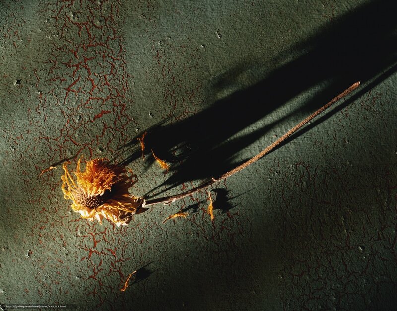 Dried flower on cracked surface