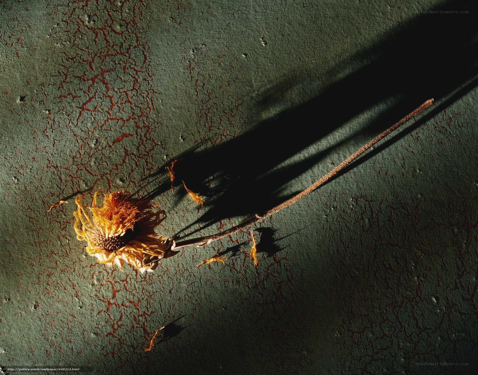 Dried flower on cracked surface