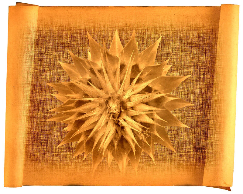 dried flower on scroll