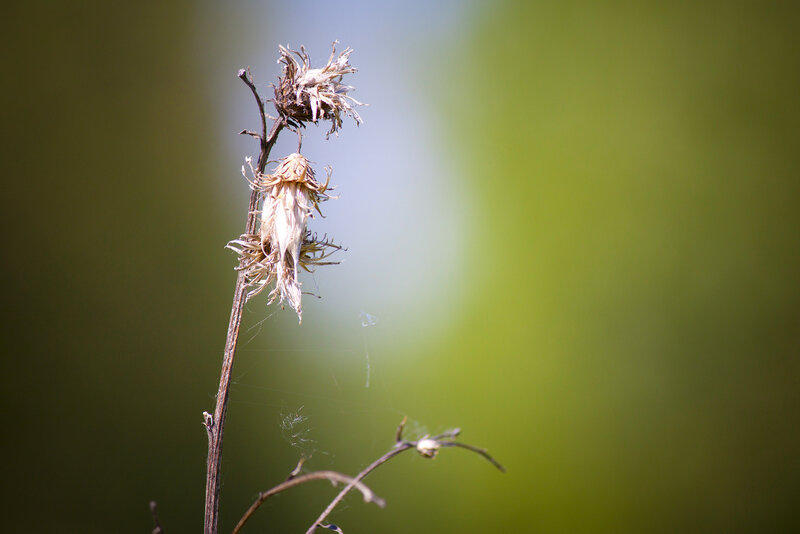 Dried Flower on Stem